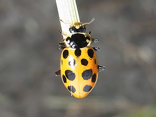 Hippodamia tredecimpunctata