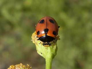 Hippodamia undecimnotata