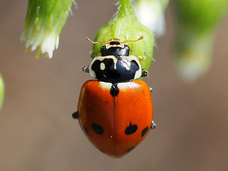 Hippodamia variegata