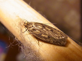 Hofmannophila pseudospretella