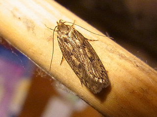 Hofmannophila pseudospretella