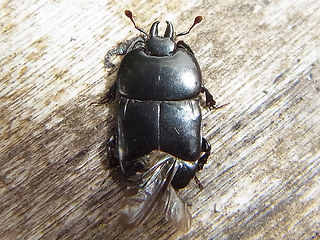 Hololepta plana