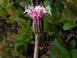Homogyne alpina