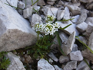 Hornungia alpina ssp. alpina