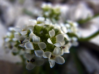 Hornungia alpina ssp. alpina