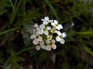 Hornungia alpina ssp. alpina