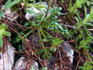 Hornungia alpina ssp. alpina