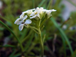 Hornungia alpina ssp. alpina