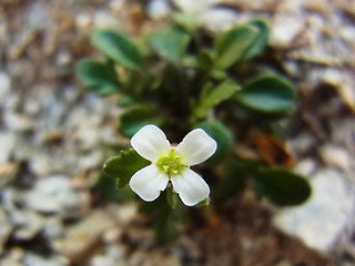 Hornungia alpina ssp. alpina