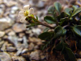 Hornungia alpina ssp. alpina