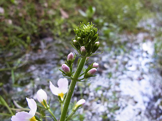 Hottonia palustris