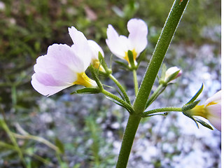Hottonia palustris