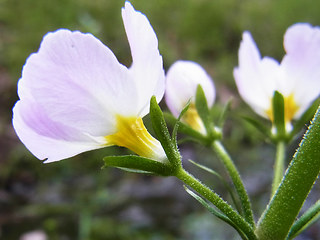 Hottonia palustris