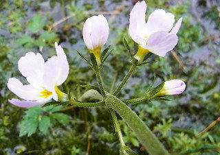 Hottonia palustris