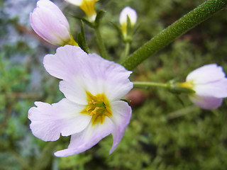 Hottonia palustris