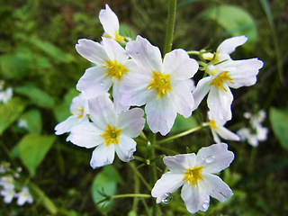 Hottonia palustris