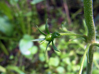 Hottonia palustris