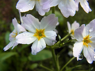 Hottonia palustris