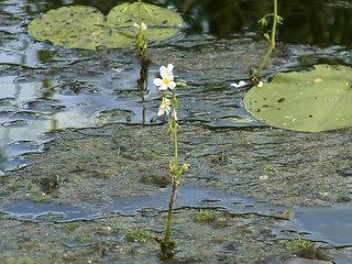 Hottonia palustris