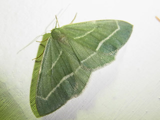 Hylaea fasciaria