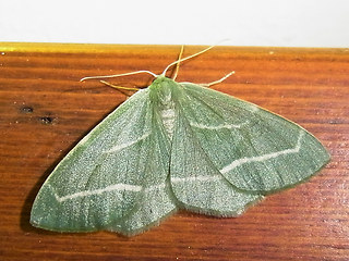Hylaea fasciaria