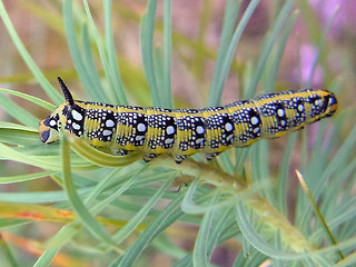 Hyles euphorbiae