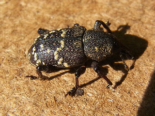 Hylobius abietis