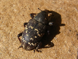 Hylobius abietis