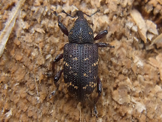 Hylobius abietis