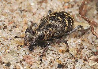 Hylobius abietis
