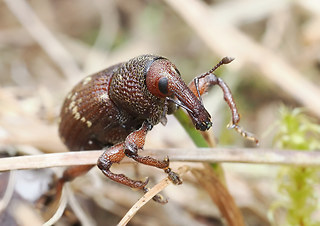 Hylobius abietis