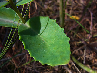 Hylotelephium telephium