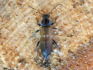 Hylotrupes bajulus