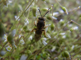 Hymenoptera 19