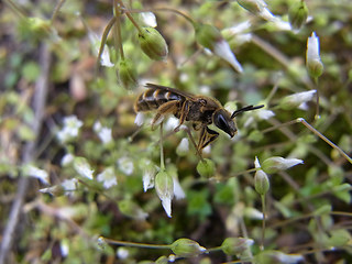 Hymenoptera 19