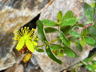 Hypericum maculatum