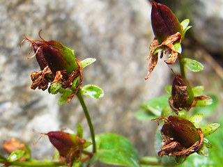 Hypericum maculatum