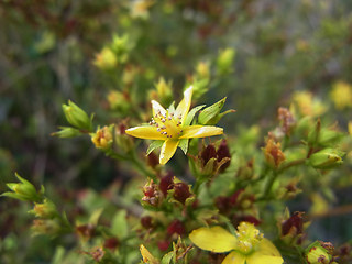 Hypericum perforatum