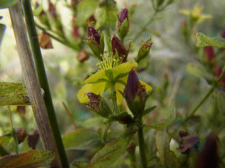 Hypericum perforatum