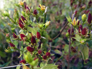 Hypericum perforatum