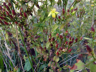 Hypericum perforatum