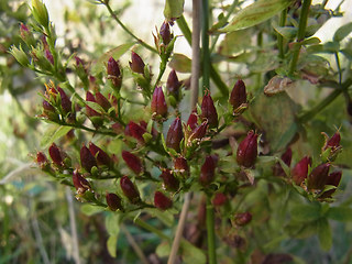 Hypericum perforatum