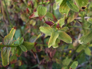 Hypericum perforatum