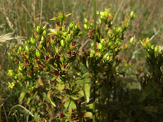 Hypericum perforatum