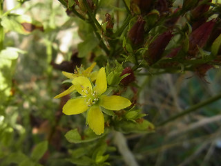 Hypericum perforatum