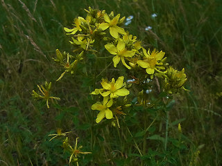 Hypericum perforatum