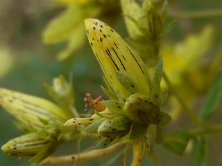 Hypericum perforatum