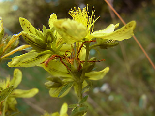 Hypericum perforatum