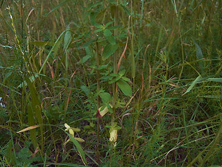 Hypericum perforatum