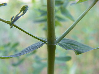 Hypericum perforatum